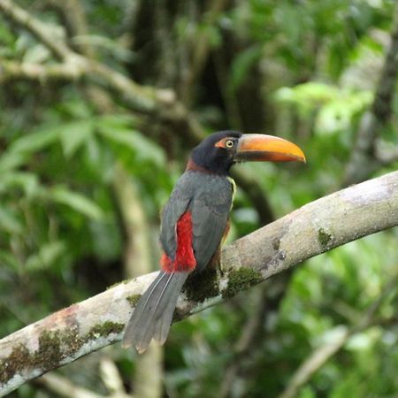 La Foresta Nature Resort Quepos Zewnętrze zdjęcie