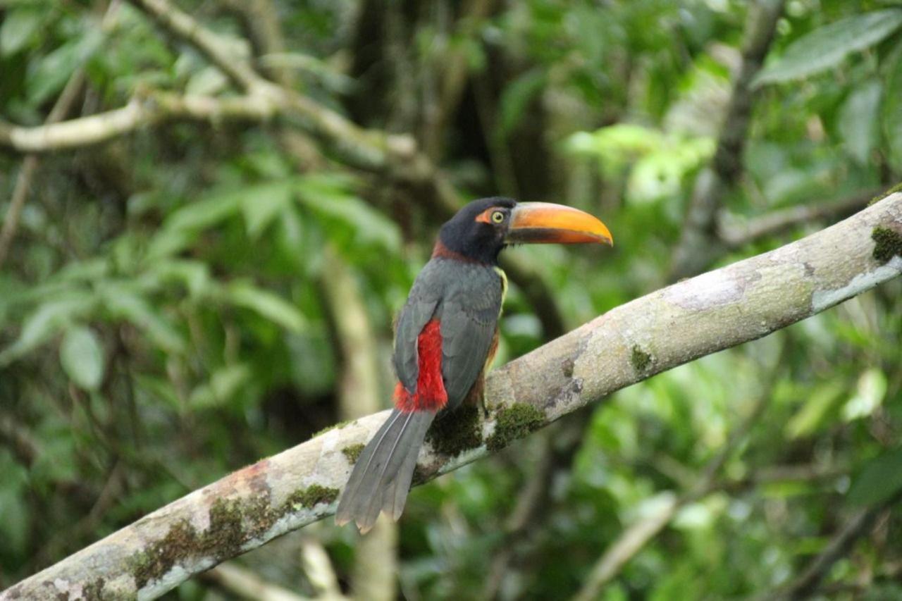 La Foresta Nature Resort Quepos Zewnętrze zdjęcie