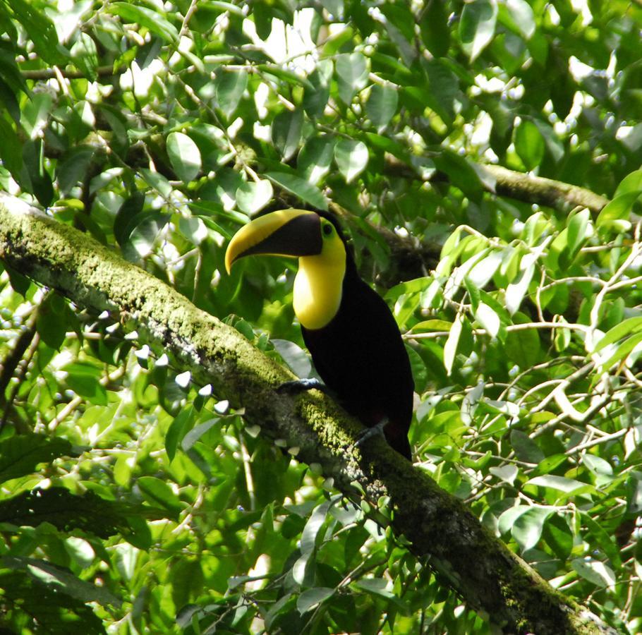 La Foresta Nature Resort Quepos Zewnętrze zdjęcie