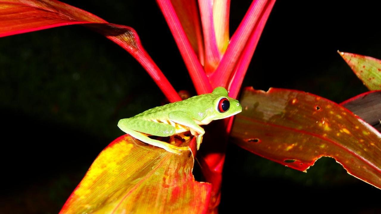 La Foresta Nature Resort Quepos Zewnętrze zdjęcie