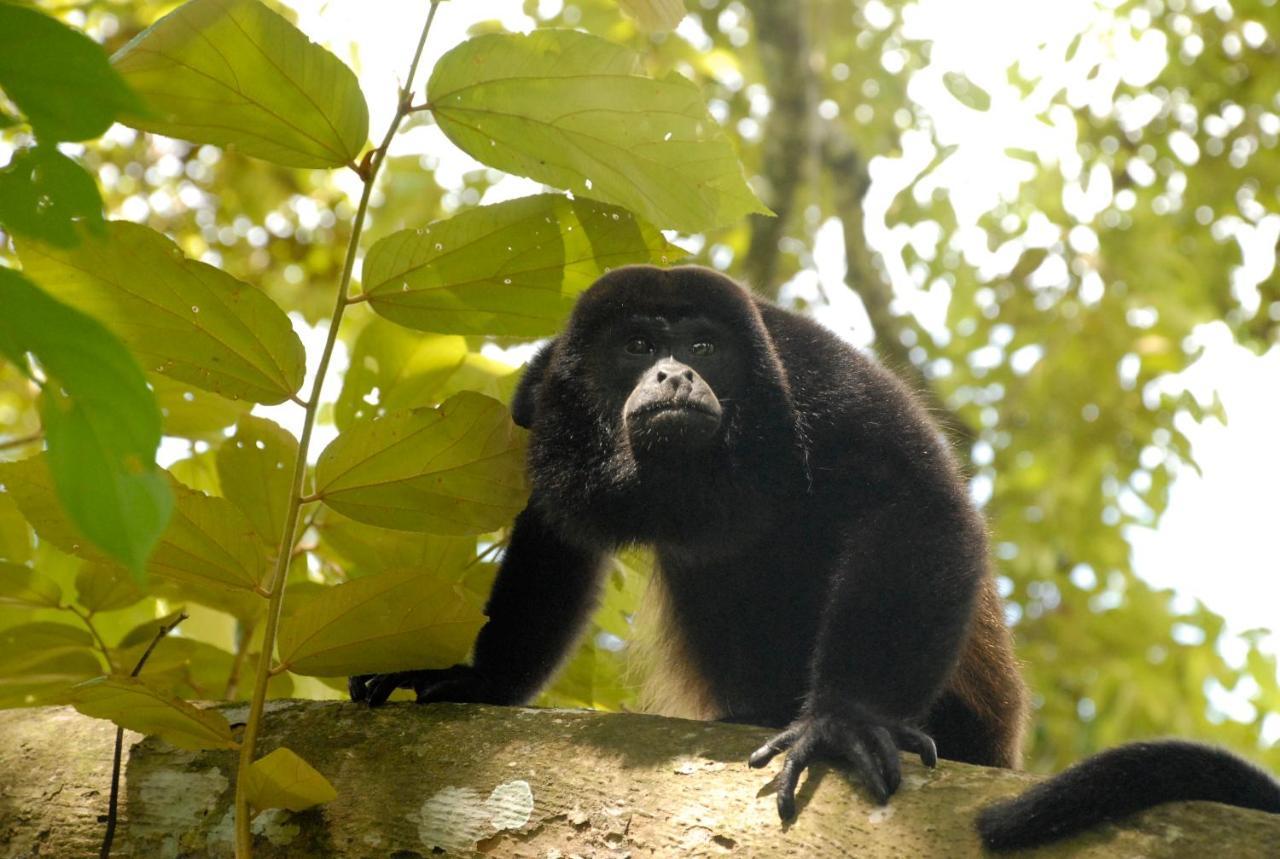 La Foresta Nature Resort Quepos Zewnętrze zdjęcie