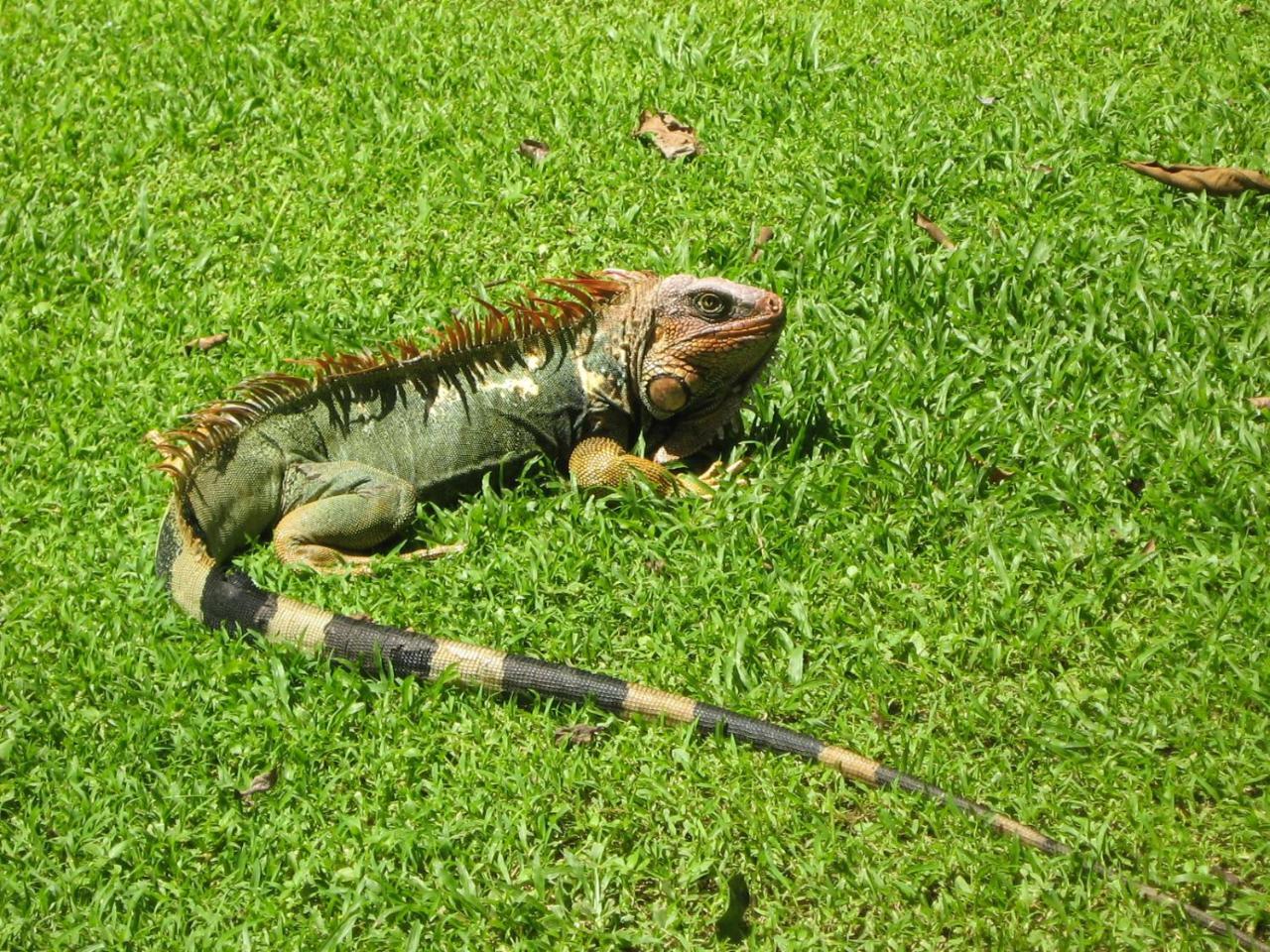 La Foresta Nature Resort Quepos Zewnętrze zdjęcie