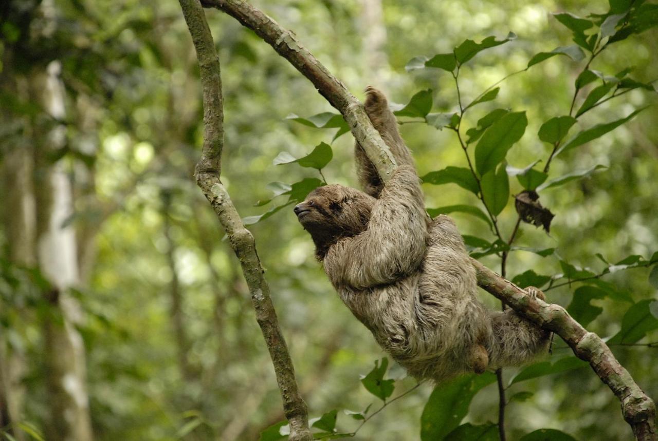 La Foresta Nature Resort Quepos Zewnętrze zdjęcie